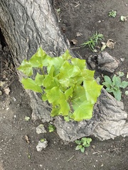 Populus × canadensis