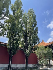 Populus × canadensis