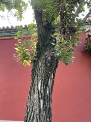 Populus × canadensis