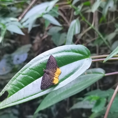 Mooreana trichoneura