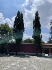 Populus × canadensis