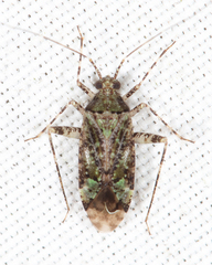 Phytocoris buenoi