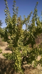 Magnoliopsida