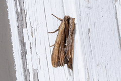 Apamea verbascoides