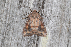 Parastichtis suspecta