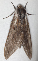 Sphinx perelegans