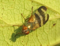 Chaetopsis fulvifrons