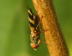 Chaetopsis fulvifrons