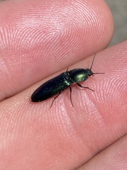 Nitidolimonius resplendens