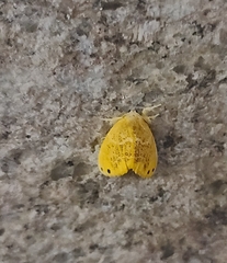 Arna pseudoconspersa