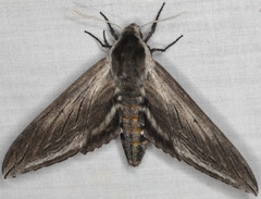 Sphinx perelegans