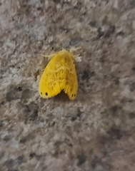 Arna pseudoconspersa