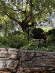 Styphnolobium japonicum