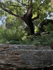 Styphnolobium japonicum