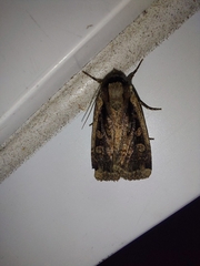 Eueretagrotis sigmoides