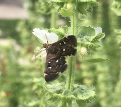 Piletocera fluctualis