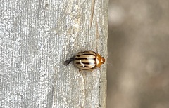 Plagiodera septemvittata
