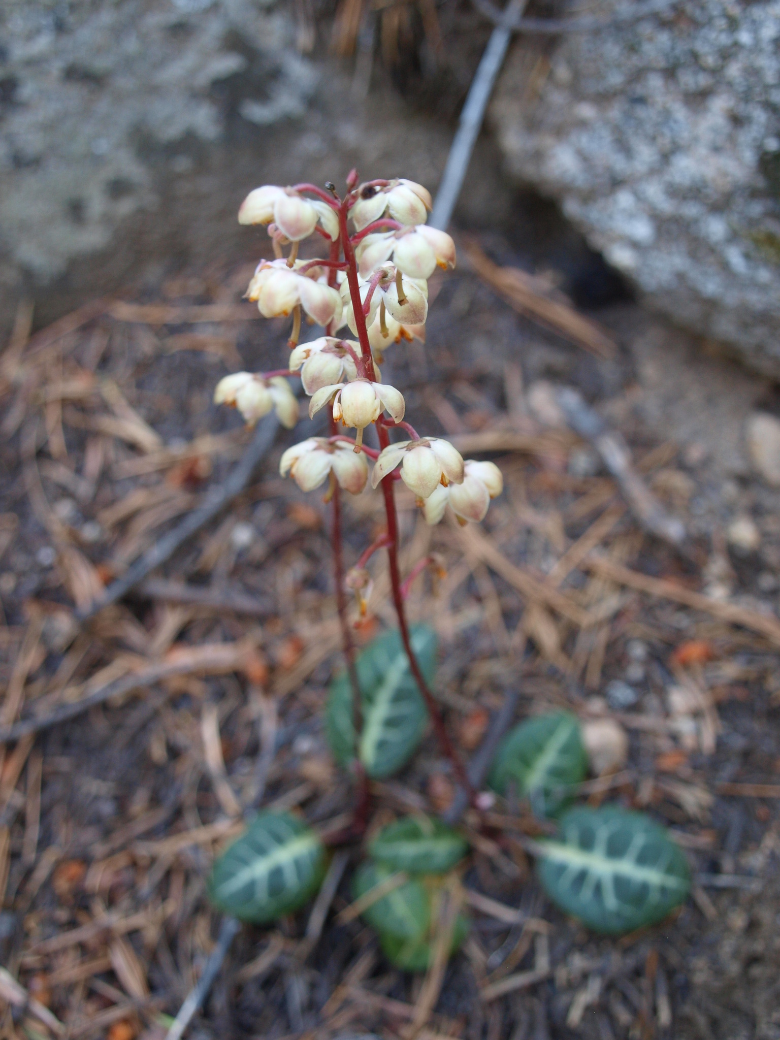 Pyrola picta