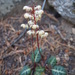 White-veined Wintergreen - Photo (c) Erin Faulkner, some rights reserved (CC BY-NC), uploaded by Erin Faulkner