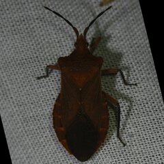 Sethenira ferruginea