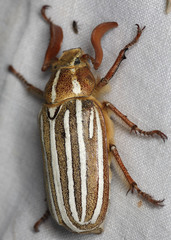 Polyphylla decemlineata