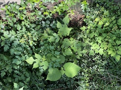 Broussonetia papyrifera