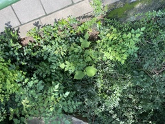 Broussonetia papyrifera