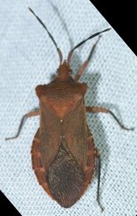 Sethenira ferruginea