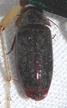 Pseudomorphini