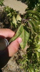 Magnoliopsida