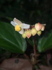 Begonia hatacoa