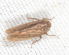 Amplicephalus osborni