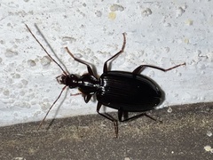 Platynus cincticollis