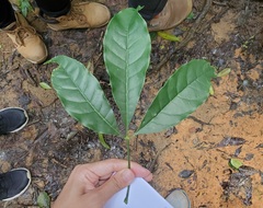 Melicope pteleifolia