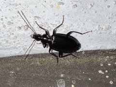 Platynus cincticollis