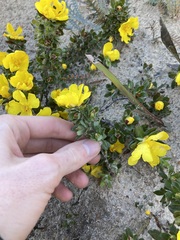 Hibbertia mylnei