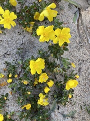 Hibbertia mylnei