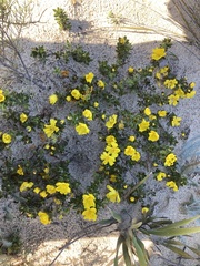Hibbertia mylnei