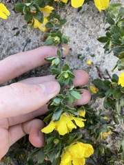 Hibbertia mylnei
