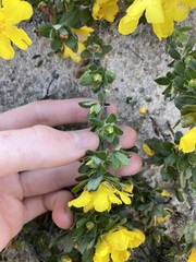 Hibbertia mylnei