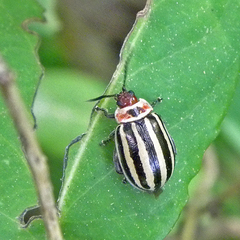 Kuschelina petaurista