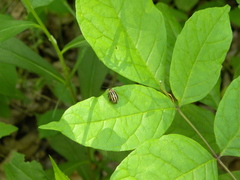 Kuschelina petaurista