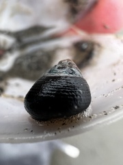 Micrelenchus huttonii