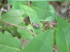 Kuschelina petaurista