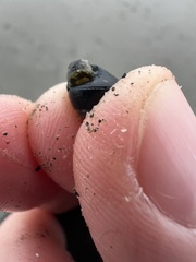 Micrelenchus huttonii