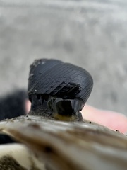 Micrelenchus huttonii