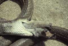 Dendroaspis polylepis