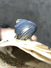 Micrelenchus huttonii