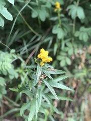 Chrysocephalum semipapposum