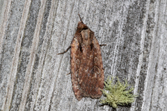 Eueretagrotis attentus